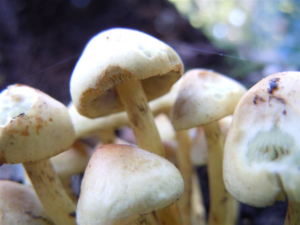 Funghi da Capodimonte2